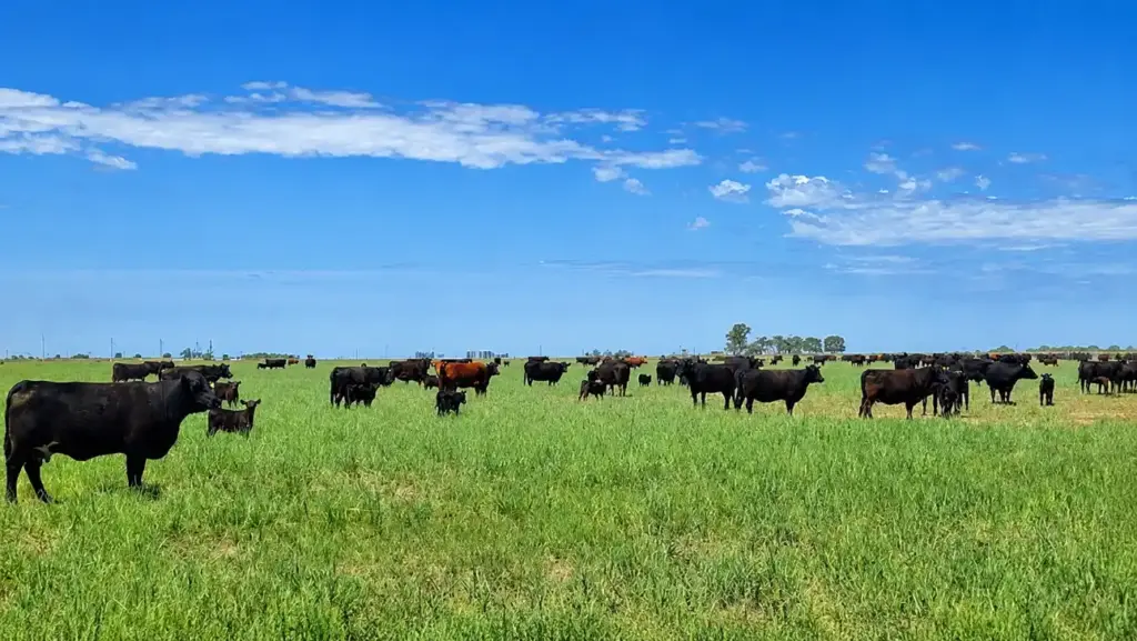 Gado em pasto verde sob céu azul em fazenda, mostrando a cadeia do campo ao consumo e a influência das decisões antes da porteira, com menção a Thiago Bernardino.