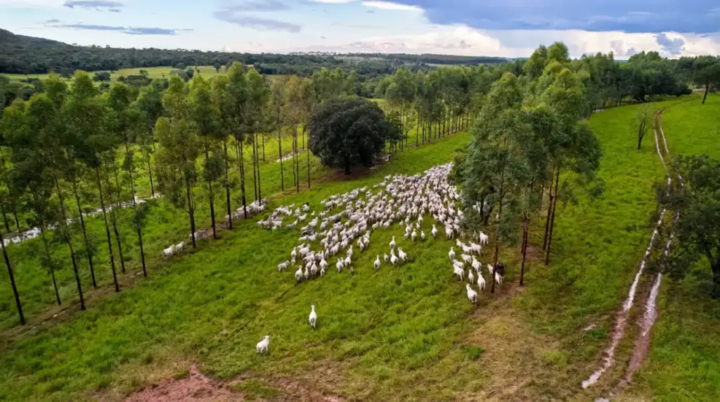 Vista aérea de um grande rebanho de gado branco pastando em um pasto verdejante, cercado por árvores sob um céu parcialmente nublado, ilustrando a próspera indústria pecuária que sustenta as exportações de carne bovina.