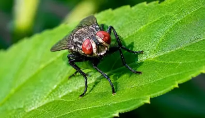Mosca pousada sobre uma folha verde, com asas e olhos visíveis, em close-up com fundo desfocado. A imagem destaca detalhes do inseto e da textura das folhas, em ambiente natural. exportações de carne bovina