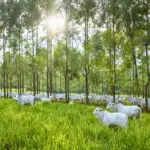 Rebanho de bovinos pastando em área verde com árvores ao fundo, em cenário associado à pecuária regenerativa e ao manejo sustentável do solo e da vegetação