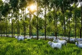 Rebanho de bovinos pastando em área verde com árvores ao fundo, em cenário associado à pecuária regenerativa e ao manejo sustentável do solo e da vegetação