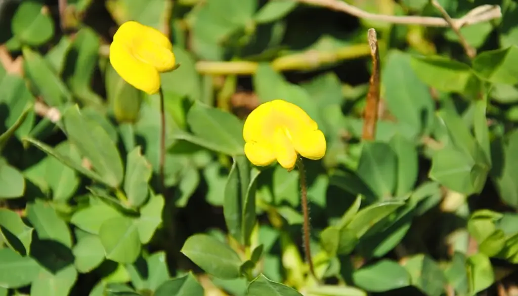 Flores amarelas e folhas verdes em close, em vegetação densa, representando práticas de pecuária regenerativa e a relação com recuperação do solo e biodiversidade