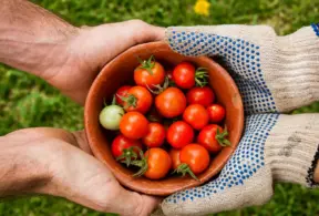 Segurança alimentar: mãos usando luvas de proteção para colher tomates frescos em um recipiente de barro ao ar livre, com hortaliças no fundo verde