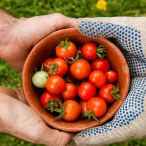 Segurança alimentar: mãos usando luvas de proteção para colher tomates frescos em um recipiente de barro ao ar livre, com hortaliças no fundo verde