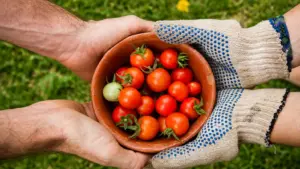 Segurança alimentar: por que fornecer alimentos para todos já não basta?