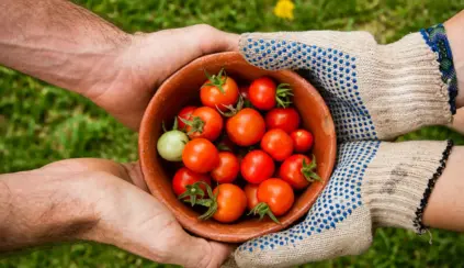 Segurança alimentar: mãos usando luvas de proteção para colher tomates frescos em um recipiente de barro ao ar livre, com hortaliças no fundo verde