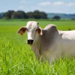 Boi branco em um pasto verde, com foco no animal em primeiro plano e paisagem rural ao fundo, sugerindo monitoramento ambiental e rastreabilidade da produção agropecuária.