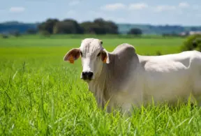 Boi branco em um pasto verde, com foco no animal em primeiro plano e paisagem rural ao fundo, sugerindo monitoramento ambiental e rastreabilidade da produção agropecuária.