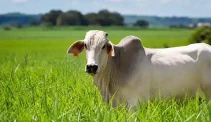 Boi branco em um pasto verde, com foco no animal em primeiro plano e paisagem rural ao fundo, sugerindo monitoramento ambiental e rastreabilidade da produção agropecuária.