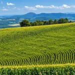 Agrobiodiversidade: Lavoura verde em fileiras com vista ampla para colinas e vales ao fundo sob céu azul com nuvens, cenário rural de agricultura no campo.