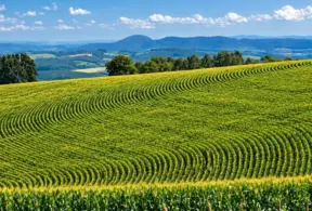 Agrobiodiversidade: Lavoura verde em fileiras com vista ampla para colinas e vales ao fundo sob céu azul com nuvens, cenário rural de agricultura no campo.