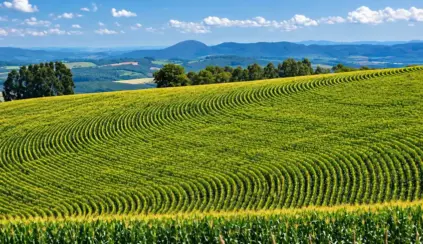 Agrobiodiversidade: Lavoura verde em fileiras com vista ampla para colinas e vales ao fundo sob céu azul com nuvens, cenário rural de agricultura no campo.