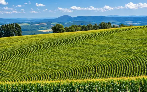 Agrobiodiversidade: Lavoura verde em fileiras com vista ampla para colinas e vales ao fundo sob céu azul com nuvens, cenário rural de agricultura no campo.