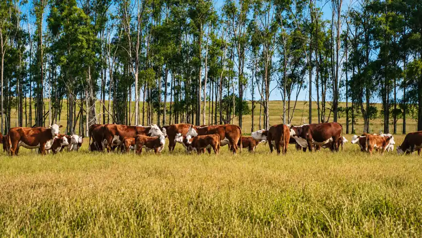 Agrobiodiversidade: Rebanho de bois pastando em um campo verde ao lado de uma fileira de árvores, com paisagem rural ao fundo, mostrando natureza e criação de gado na fazenda