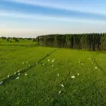EUDR: panorama de pasto verde com rebanho de gado e plantação de árvores ao fundo, ilustrando a relação entre carne brasileira, desmatamento e exigências europeias a partir de dezembro.