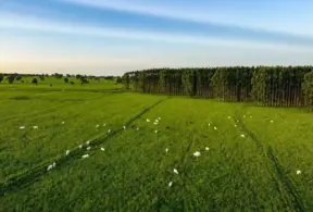 EUDR: panorama de pasto verde com rebanho de gado e plantação de árvores ao fundo, ilustrando a relação entre carne brasileira, desmatamento e exigências europeias a partir de dezembro.