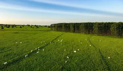 EUDR: panorama de pasto verde com rebanho de gado e plantação de árvores ao fundo, ilustrando a relação entre carne brasileira, desmatamento e exigências europeias a partir de dezembro.