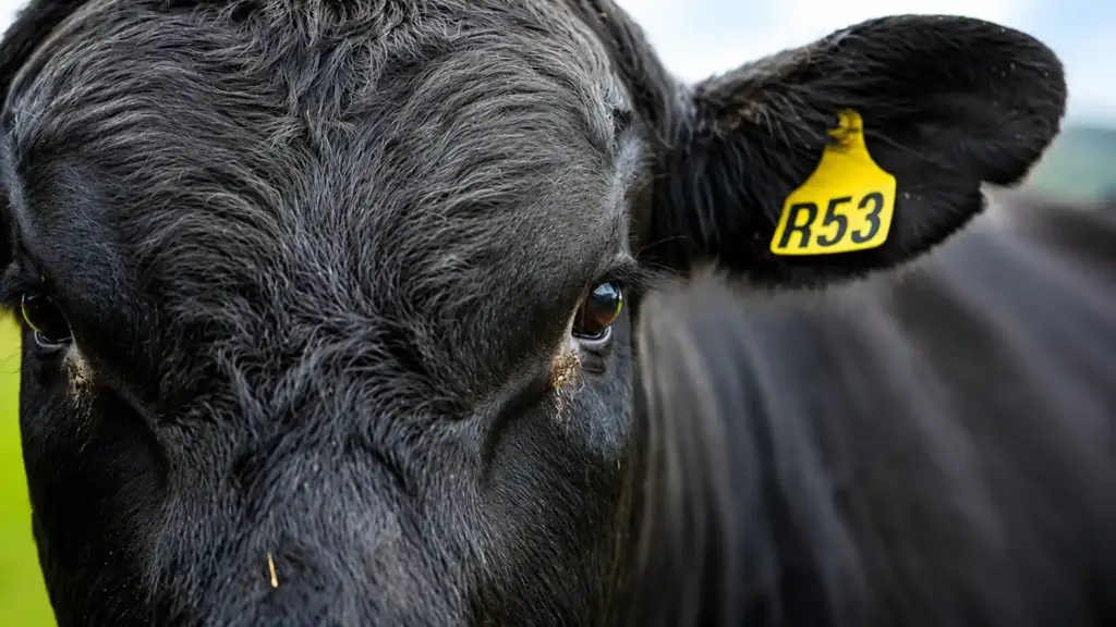 Close-up de um bovino em um curral, com marcações visíveis no focinho e no conjunto de gado; destaque para as mudanças no mercado ligadas à rastreabilidade e EUDR.