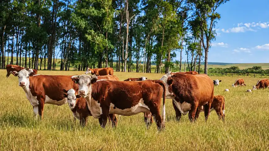 pecuária baixa emissão: Pecuária a pasto com um rebanho de bovinos em campo verde, com árvores ao fundo e céu azul, em cenário rural de baixa emissão