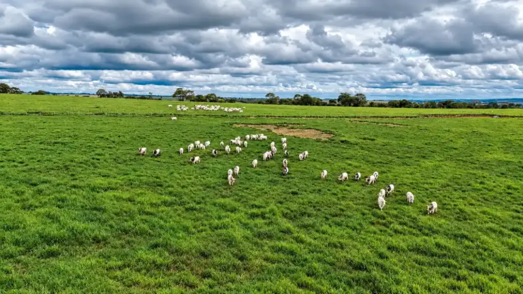 Pastagem verde com rebanho de bois distribuído pelo campo em uma paisagem rural sob céu nublado, com fazenda ao fundo; tema relacionado a CBAM e carne brasileira.