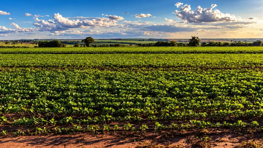 Campo agrícola verde em plena safra, com fileiras de plantas vistas de perto e paisagem rural ao fundo sob céu azul com nuvens, no fim de tarde, proteína